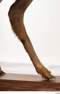 Deer doe leg 0005.jpg